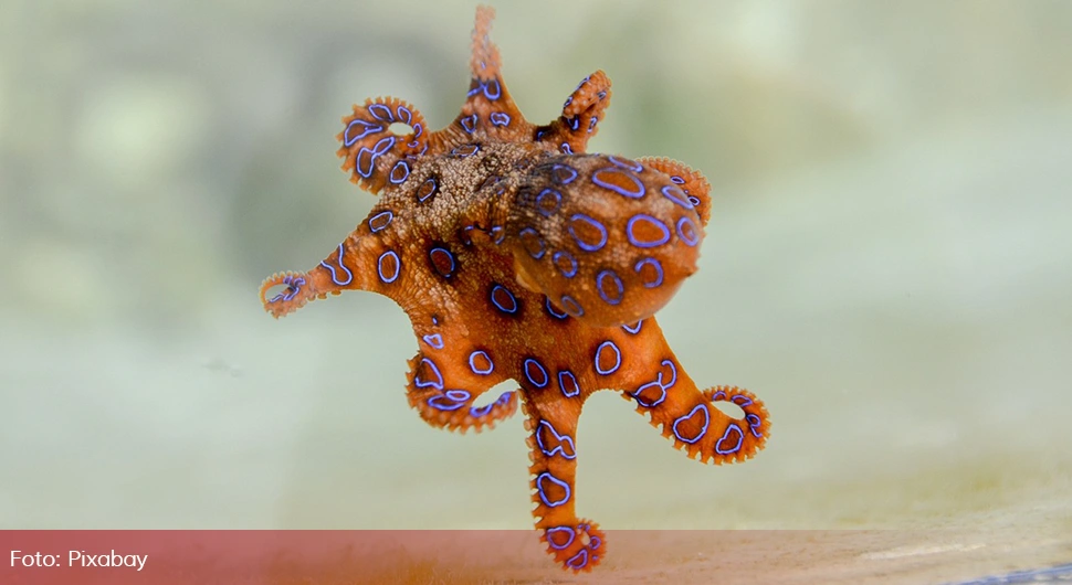 hobotnica oktopus.webp